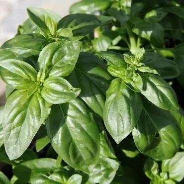 Fresh Basil Bunch – Aromatic & Vibrant Culinary Herb - Petits Tresors