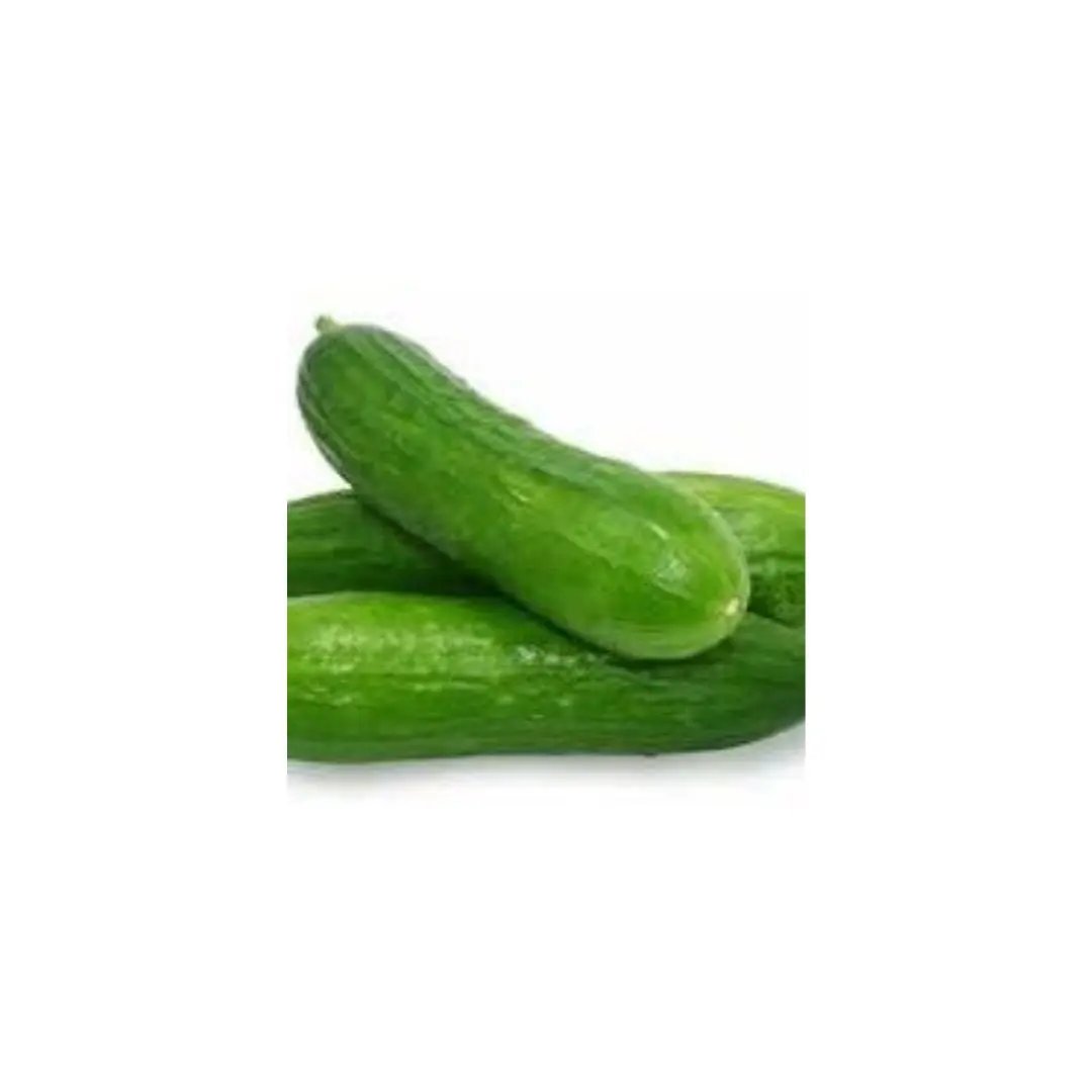 Fresh Lebanese Cucumbers – Crisp, Thin-Skinned & Seedless Petits Tresors