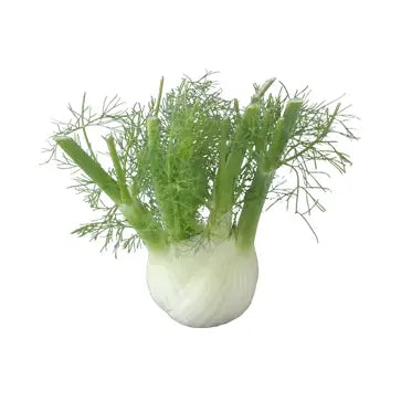 Fresh Fennel Bulbs – Crisp, Aromatic and Naturally Sweet Bivi