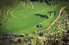 picture of rice field
