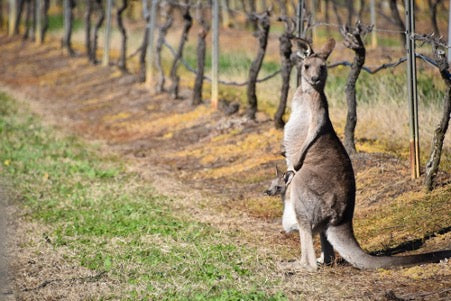 Vineyard Chronicles: Sipping Through Australia's Best Wineries
