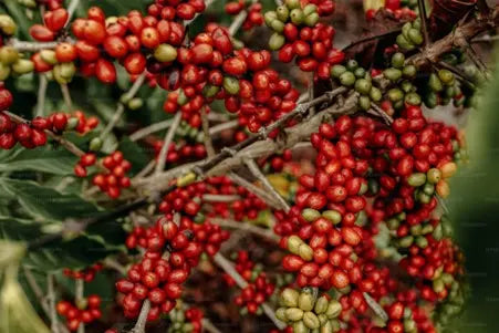 Savour-Excellence-with-AXIL-COFFEE-A-Journey-at-PetitsTresors petitstresors
