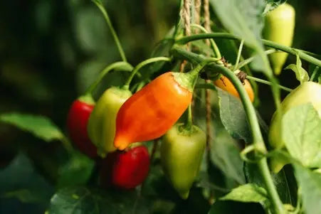 picture of chillies
