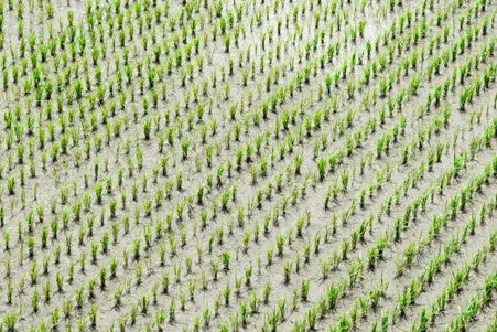Picture of rice