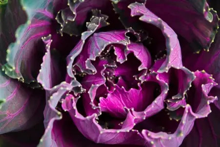 Embrace-Gut-Health-with-Gutsy-Ferments-Exploring-the-Pepperberry-Kraut petitstresors