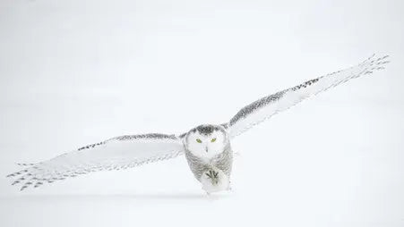 Infinity-Coffee-Roasters-Brewing-Passion-in-Hornsby-NSW petitstresors