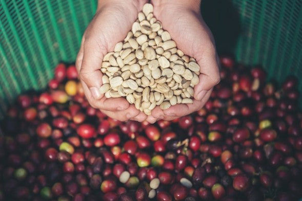 Coffee Culture's Wake-Up Call: Transforming Waste into Sustainable Solutions