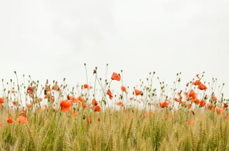 picture of poppy field