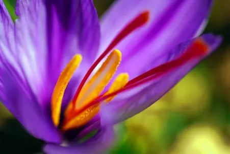 picture of crocus flower