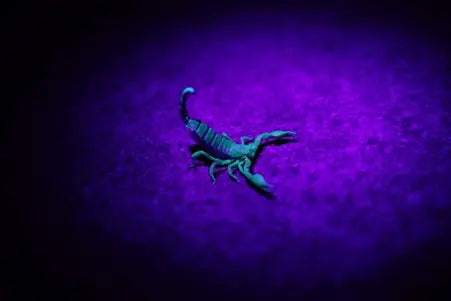 picture of a scorpion