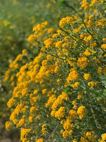 picture of mustard flowers