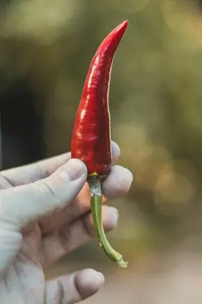 Embark-on-a-Flavourful-Journey-with-UmamiPapi-Chilli-Oils-at-PetitsTresors.com.au petitstresors