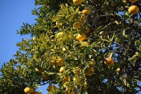Embark-on-a-Culinary-Odyssey-with-Yuzu-Kosho-at-PetitsTresors.com.au-A-Haven-for-Chili-Enthusiasts-and-Luxury-Pantry-Explorers petitstresors