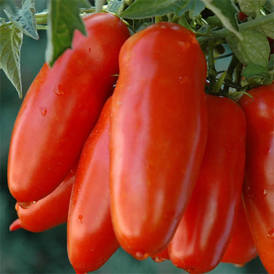 Tomato-Elegance-Zia-Rosa-D.O.P.-San-Marzano-The-Crown-Jewel-of-Italian-Cuisine petitstresors