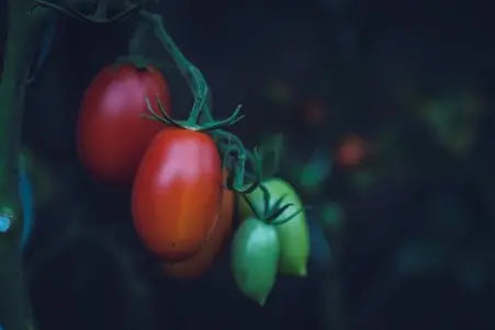 Tomato-Royalty-The-Unmatched-Splendour-of-Zia-Rosa-D.O.P.-San-Marzano petitstresors