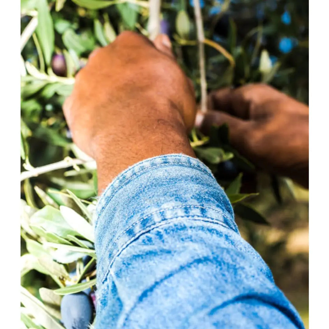 Penfield-Extra-Virgin-Olive-Oil-Pure-Australian-Quality-in-Every-Drop petitstresors