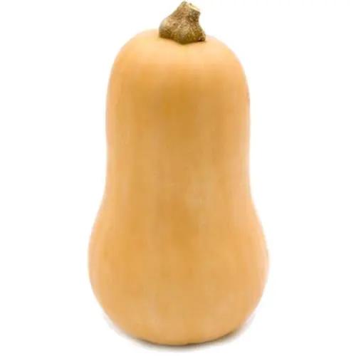 Fresh Butternut Squash – Sweet & Nutty Winter Vegetable Bivi