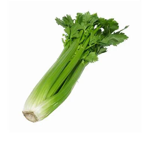 Whole Large Celery Stalks – Fresh Australian Celery Bivi