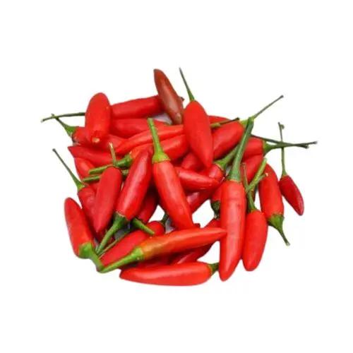 Australian Birdseye / Bullet Red Chilli – 100 g Bag of Fiery Gourmet Pods Bivi