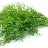 Fresh Dill Bunch – Picked, Washed and Ready to Use Bivi