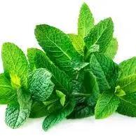 Gourmet Fresh Mint Bunch – Crisp, Fragrant Culinary Herb Bivi