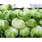 Iceberg Lettuce — Crisp-Head, Refreshingly Mild & Farm Fresh Petits Tresors